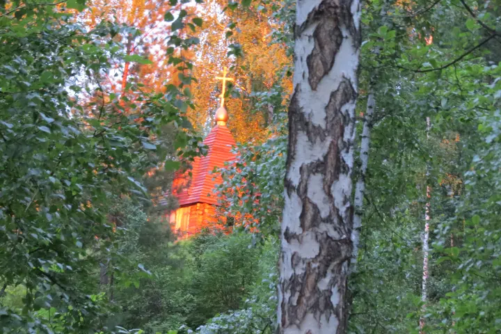 Берёзы в осеннем лесу